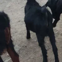 بزغاله و چبش محرمی