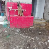 سگ ژرمن ماده دوساله|سگ|رشت, پل تالشان|دیوار