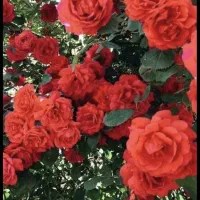 خدمات باغ وباغبانی|خدمات باغبانی و درختکاری|شاهین‌شهر, عطار|دیوار