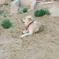 1سال
