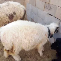 سلام دوتا کوه چاق