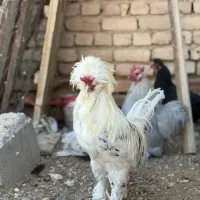17 عدد مرغ و خروس سلطان کوشین ولهستانی اصیل|حیوانات مزرعه|اراک, |دیوار