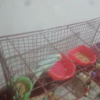 مرغ عشق ماده