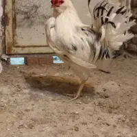 خروس|حیوانات مزرعه|پاکدشت, پاکدشت (مامازند)|دیوار