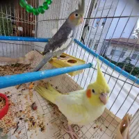 عروس هلندی|پرنده|بندر انزلی, کوی واحدی|دیوار