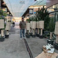فروش کاکتوس افوربیا،ساکولنت،گلدان،کود|گل و گیاه طبیعی|تهران, شهرک شهید باقری|دیوار