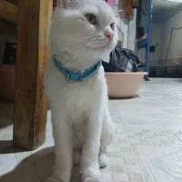 گربه پرشن چشم عسلی