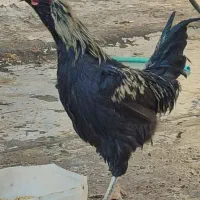 مرغ خروس گلین|حیوانات مزرعه|قم, الغدیر|دیوار