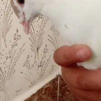 کفتر|پرنده|زاوه, |دیوار