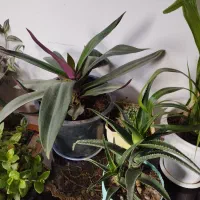 گل طبیعی|گل و گیاه طبیعی|مرند, |دیوار