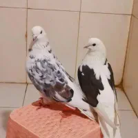 کفتر پرشی نسل دار|پرنده|شاهدشهر, |دیوار