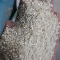 نیم دانه برنج|خوردنی و آشامیدنی|بوشهر, |دیوار