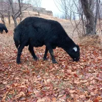 قوچ قره قزل چال|حیوانات مزرعه|ایجرود, |دیوار