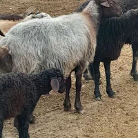 فروش گوسفند|حیوانات مزرعه|فاضل آباد, |دیوار