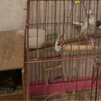 ۲جفت عروس هلندی مولد|پرنده|رامسر, |دیوار