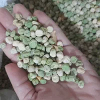 بذر نخود فرنگی