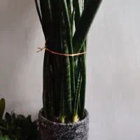 گل سانسوریا سالم وسرحال|گل و گیاه طبیعی|اردبیل, |دیوار