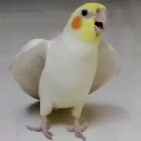عروس هلندی گم شده