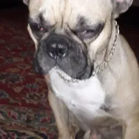 واگذاری سگ فرنچ بولداگ