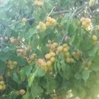 فروش باغ علی اباد یا معامله با خانه ۶۲۰ متر