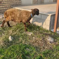 گوسفند هترو