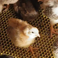 جوجه گلپایگان و ورامین اصل و باکیفیت