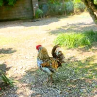 خروس گلین