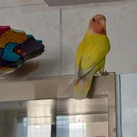 طوطی کوتوله صورت هلویی