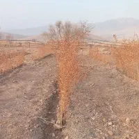 نهال زرشک سیاه بی‌دانه مقاوم تیل سلیمی