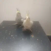 جوجه عروس هلندی سولاکی سرحال