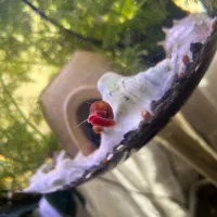 حلزون رامشورن جلبک خوار