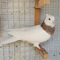 کبوتر|پرنده|شیراز, لاله|دیوار