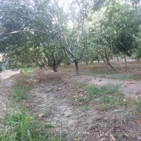 فروش باغ میوه|فروش زمین و ملک کلنگی|پیر بکران, |دیوار