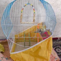 عروس هلندی نر|پرنده|دالاهو, |دیوار