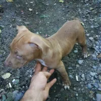 پیت بول  امریکن بولی|سگ|رشت, حمیدیان|دیوار