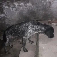 سگ شکاری|حیوانات|آمل, |دیوار