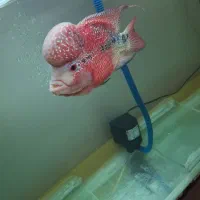 فلاور رد دراگون نر