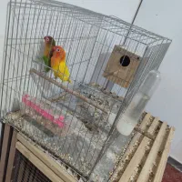 دو جفت طوطی برزیلی مولد|پرنده|شوش, |دیوار