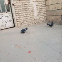 طرفی|پرنده|اهواز, عین ۲|دیوار