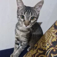 واگذاری بچه گربه