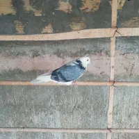 کبوتر جوان نر