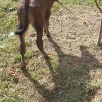 گوساله ماده