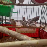 فنج کینگ|پرنده|گیلان غرب, |دیوار