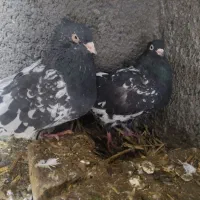 5عدد کفتر رنگه|پرنده|چناران, |دیوار