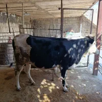 گاو یاگوساله سیمینتال