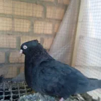 تعدادی کبوترسینه ای زاغ چشم ونوک ویک عددزیل