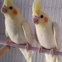 فروش جوجه عروس هلندی