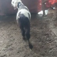 یک عدد بره شیری ماده خوش رنگ|حیوانات مزرعه|شوش, |دیوار