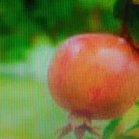 باغ آینده دار چهلدختران