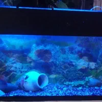 آکواریوم 1متری با لوازم و ماهی مولد